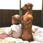 ダックスフンド,動画