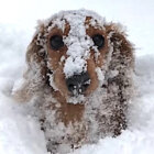 ダックスフンド,動画