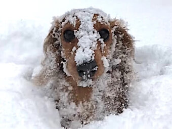 ダックスフンド,動画