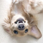 ダックスフンド,動画