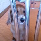 ダックスフンド,動画