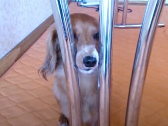 ダックスフンド,動画