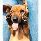 ダックスフンド,動画