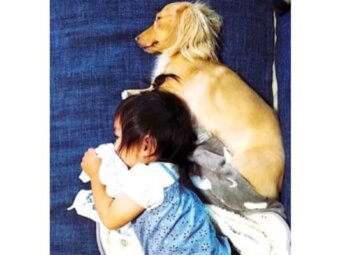 ダックスフンド,動画