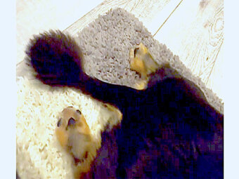 ダックスフンド,動画