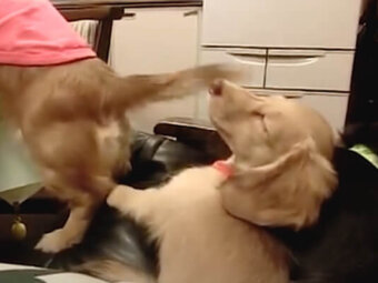 ダックスフンド,動画