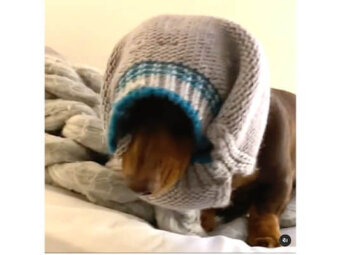 ダックスフンド,動画