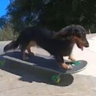 ダックスフンド,動画