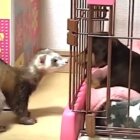 ダックスフンド,動画