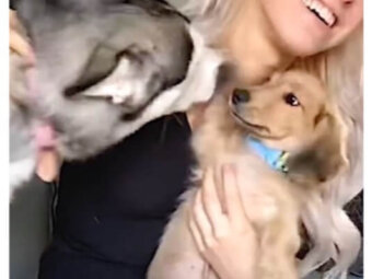 ダックスフンド,動画