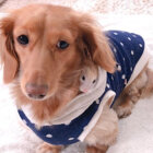 ダックスフンド,動画