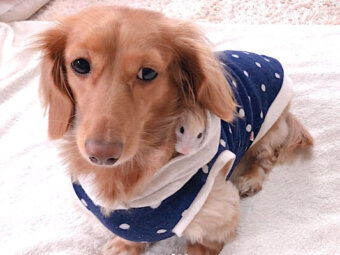 ダックスフンド,動画