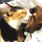 ダックスフンド,動画
