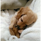 ダックスフンド,動画