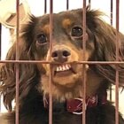 ダックスフンド,動画