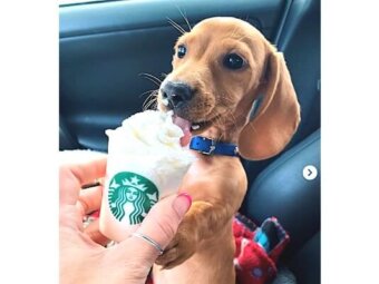 ダックスフンド,動画