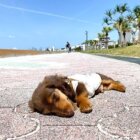 ダックスフンド,動画