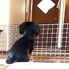 ダックスフンド,動画