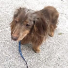 ダックスフンド,動画