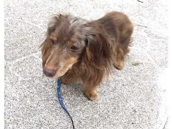 ダックスフンド,動画