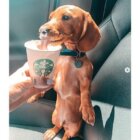 ダックスフンド,動画