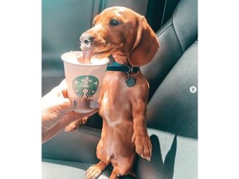 ダックスフンド,動画