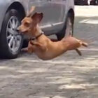 ダックスフンド,動画