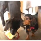 ダックスフンド,動画