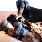 ダックスフンド,動画