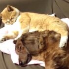 ダックスフンド,動画