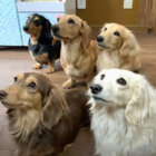 ダックスフンド,動画