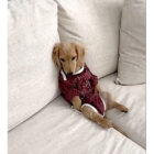 ダックスフンド,動画