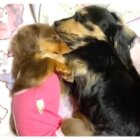 ダックスフンド,動画