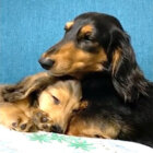 ダックスフンド,動画