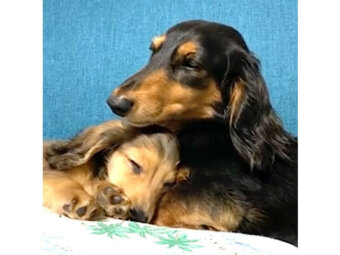 ダックスフンド,動画