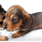 ダックスフンド,動画