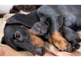 ダックスフンド,動画