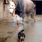 ダックスフンド,動画