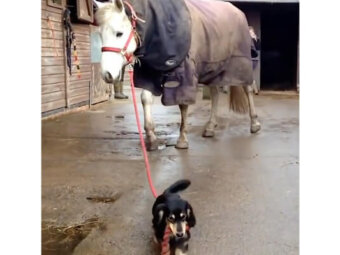 ダックスフンド,動画