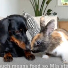 ダックスフンド,動画