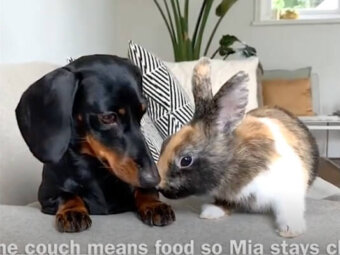 ダックスフンド,動画