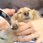 ダックスフンド,動画