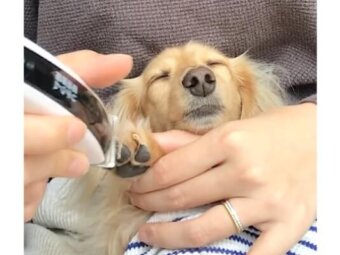 ダックスフンド,動画