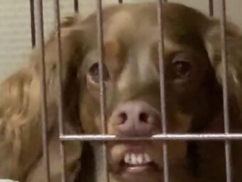 ダックスフンド,動画