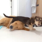 ダックスフンド,動画