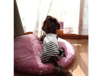 ダックスフンド,動画