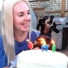 ダックスフンド,動画