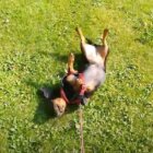ダックスフンド,動画