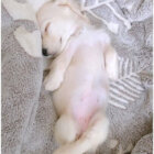 ダックスフンド,動画