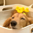 ダックスフンド,動画